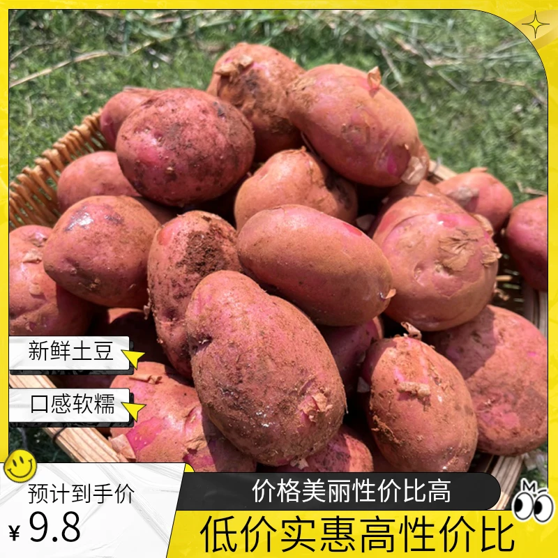 新鲜云南红皮土豆黄心洋芋高原种植农家自种马铃薯软糯香甜番薯
