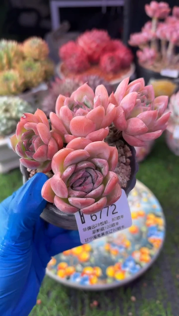 昆明印象多肉6772