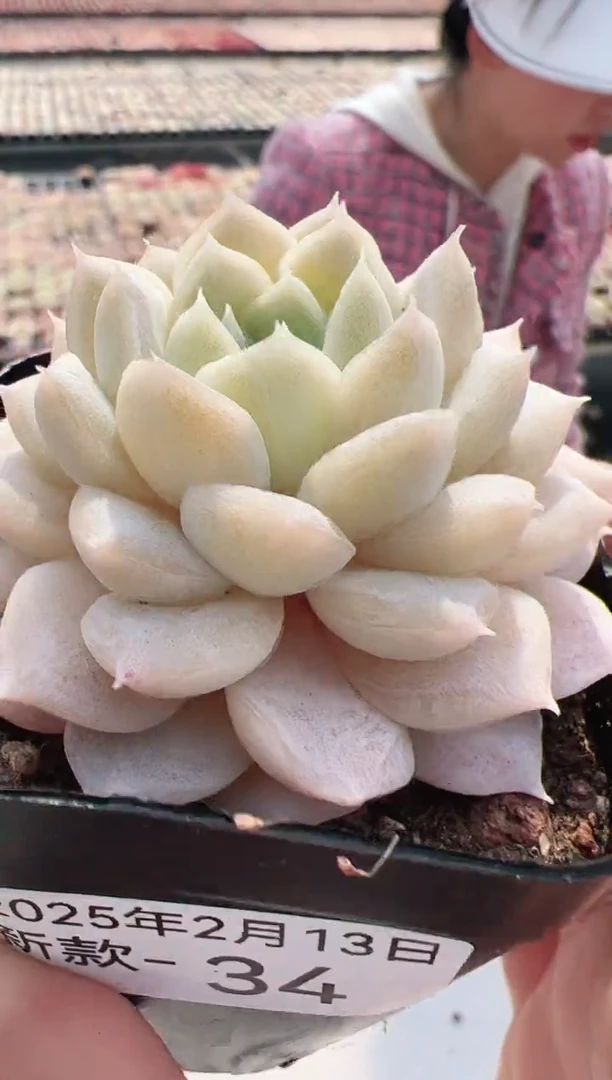 【闪购商品】新款多肉-34