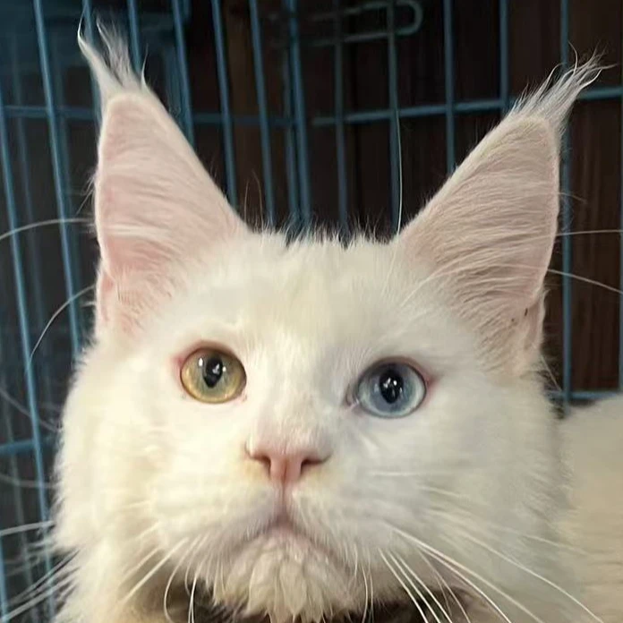 来了姊妹-纯白异瞳缅因猫-弟弟-49