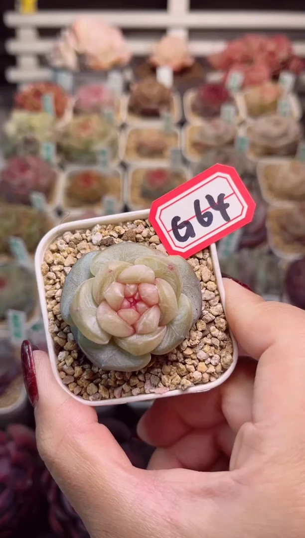 【闪购商品】G64剪秋一物一拍