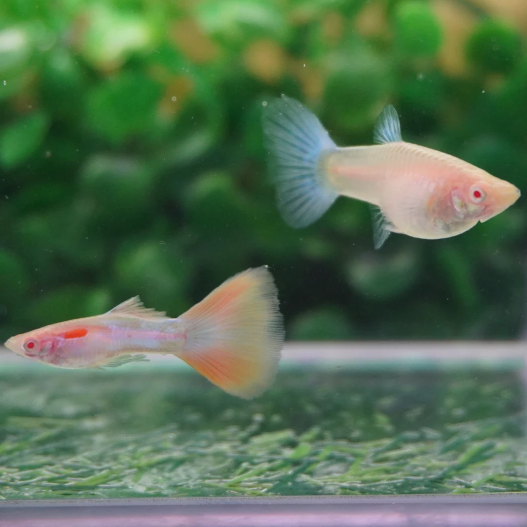 精品天使彩虹孔雀鱼公母搭配可繁殖小型热带观赏鱼适合新手