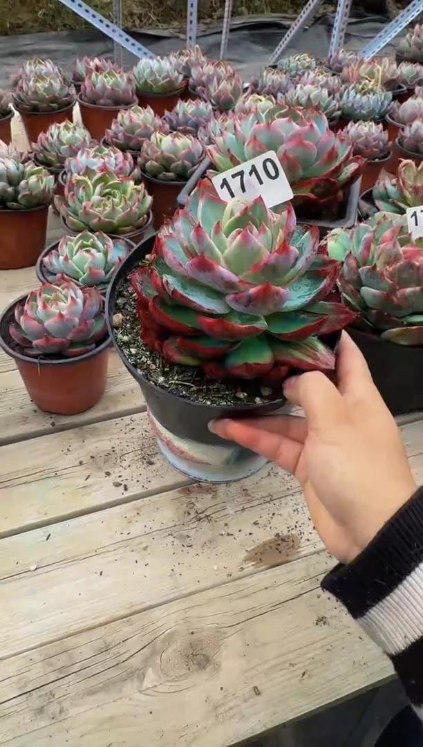 【闪购商品】1710惊鸿仙子（裸根发货）（微瑕）