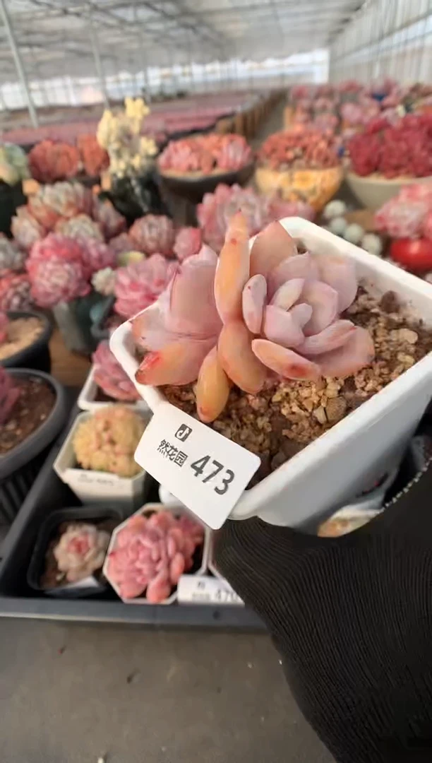 473奶茶多肉植物一物一拍