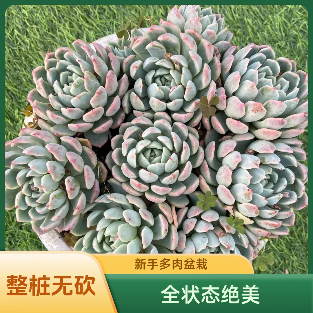 洞庭湖 省薪多肉园艺新手多肉盆栽阳台露养必入