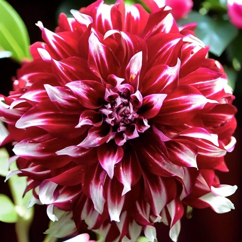 大丽花【X元素】墨西哥进口唯美室内盆栽地载花园阳台庭院种球