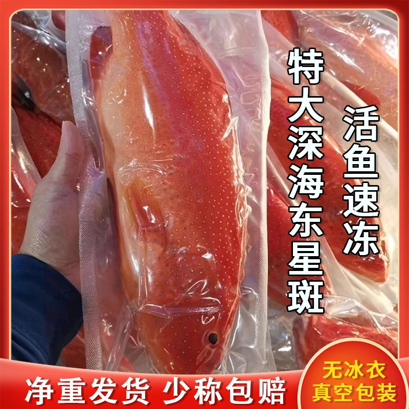 东星斑1-2.5斤石斑鱼新鲜活冷冻海钓深海鱼非燕尾斑海鲜水产