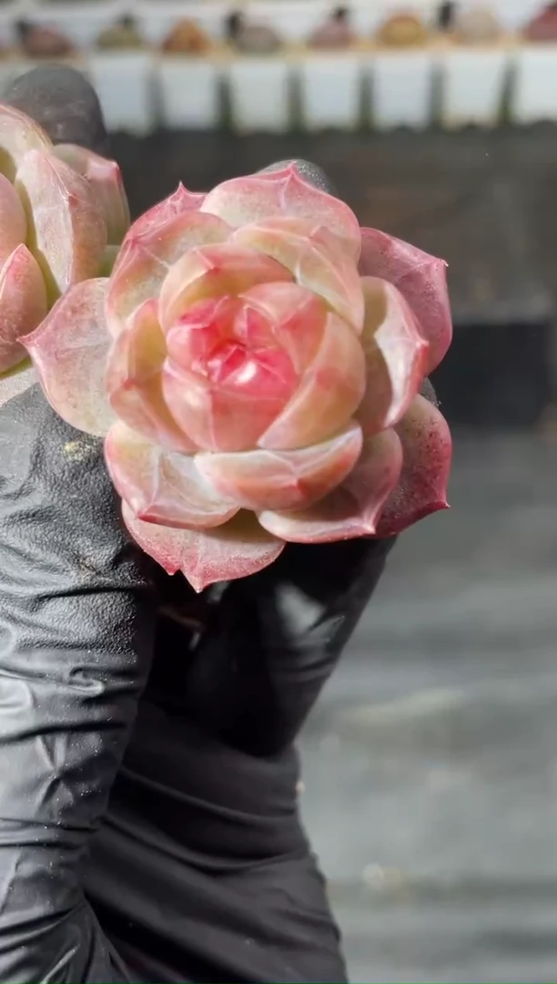 6-3 玻璃红厂牌3-4厘米 量拍发一颗