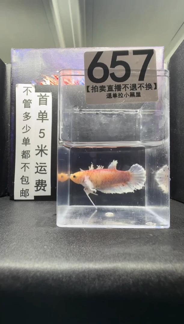 斗鱼母鱼编号：657