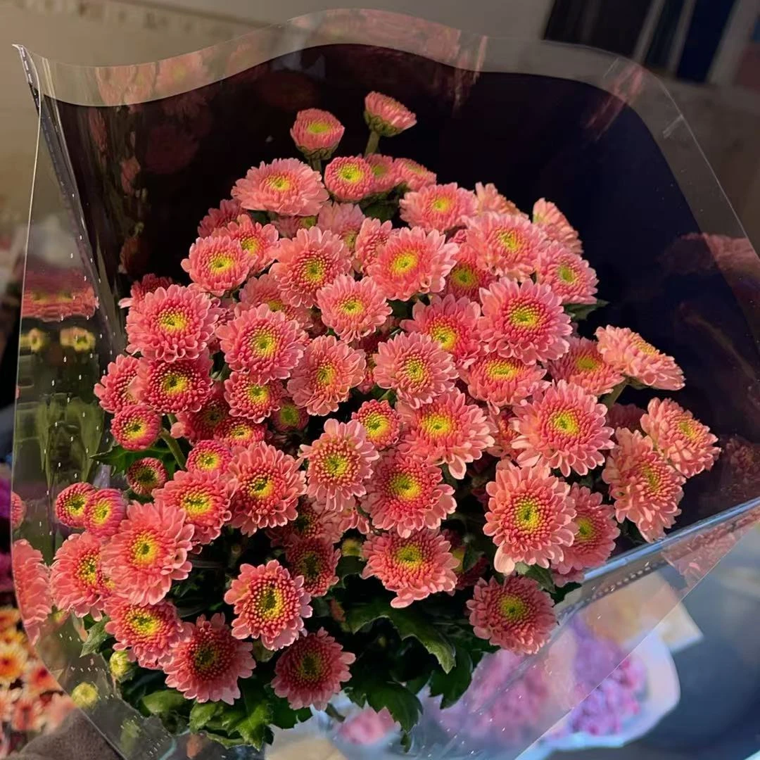 芭蕾（粉色） 小雏菊全店任意N单一个运费