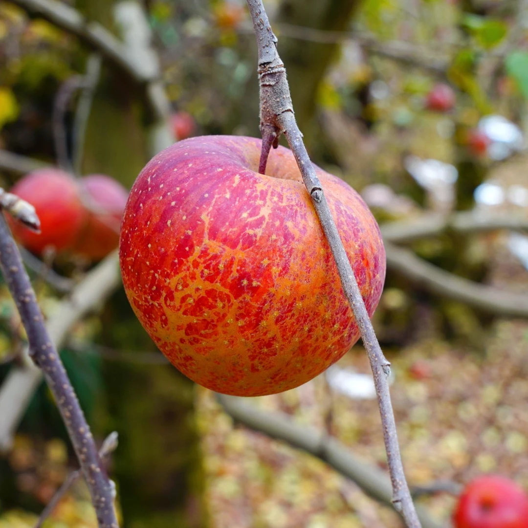 FL2024大凉山丑苹果新鲜水果当季嘎嘣脆爆汁现摘现发脆甜包邮