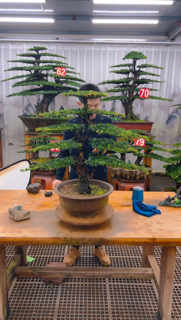无花朵湖****房精品盆景直播间一物一拍