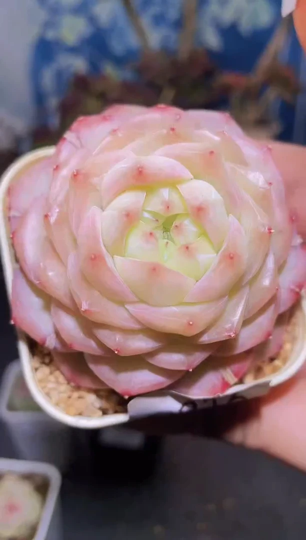 【闪购商品】764皇家之心多肉