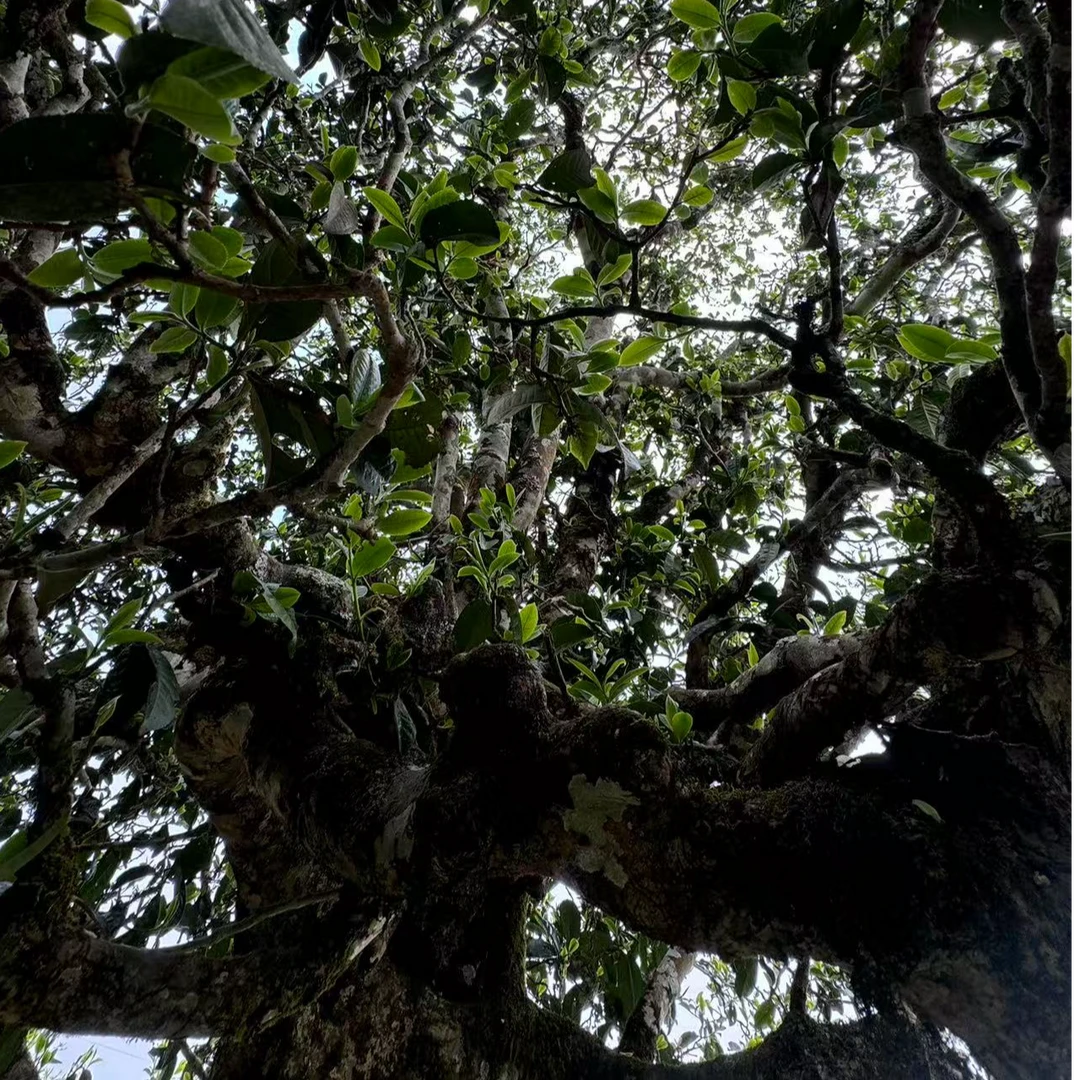 2025年头春头采曼岗古树普洱生茶（春）散茶