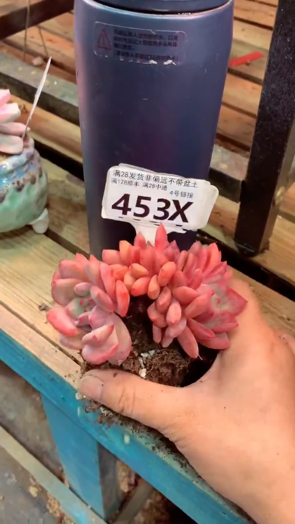 覅*453X（一物一拍实付满28发货，默认不带盆土）