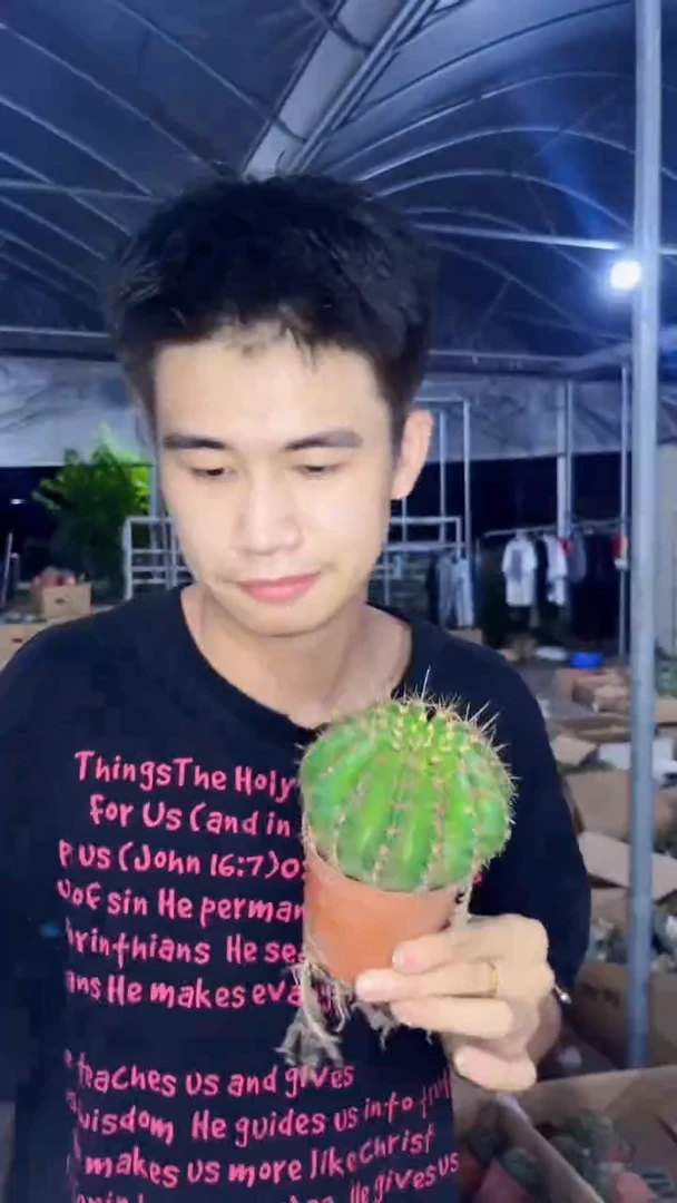 6颗 实生根 席克氏彩草 5-7cm