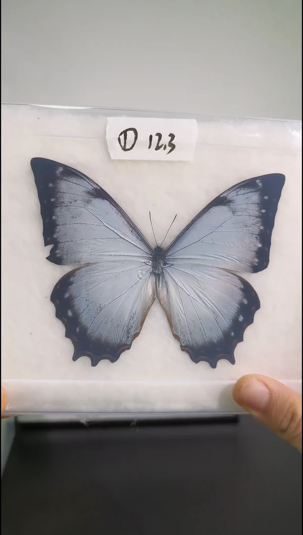 真蝴蝶标本一物一拍编号1