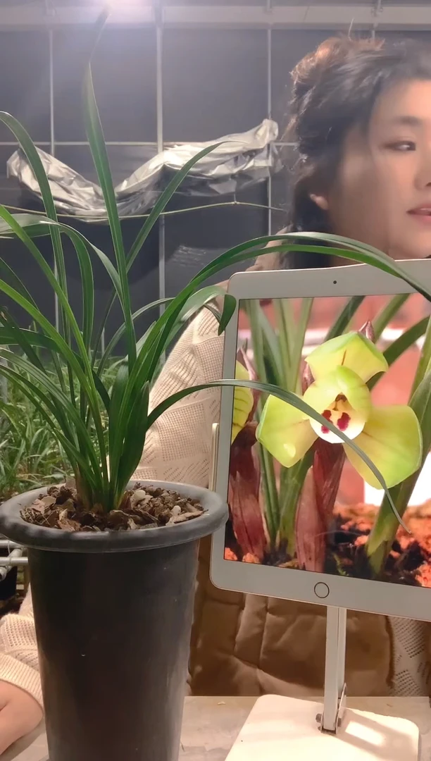 大部分开放少量花苞咏*大富贵