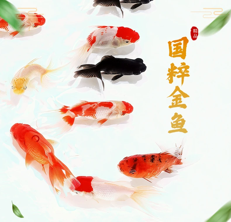 【精品国粹金鱼】6-8厘米 多品种小金鱼混搭 颜色随机 冷水观赏鱼