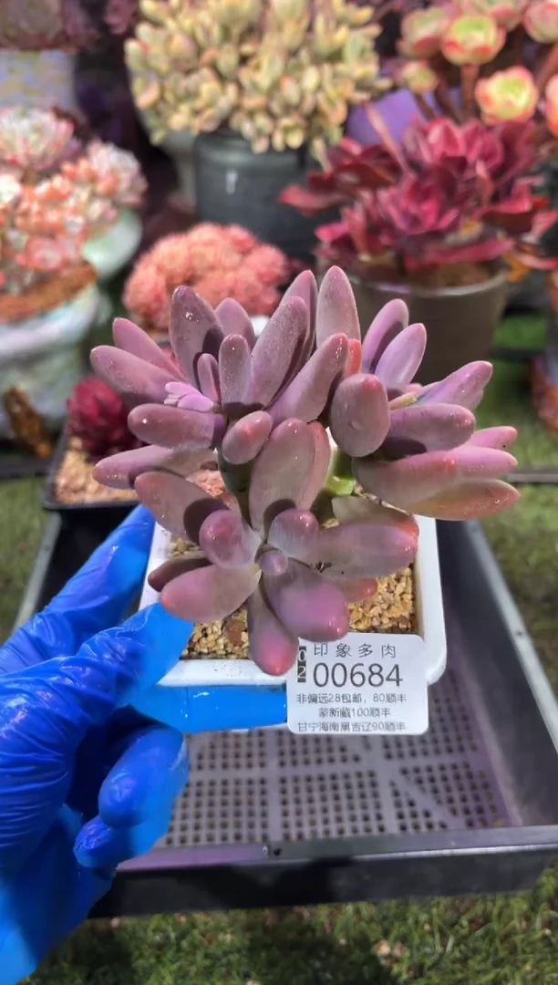 【闪购商品】00684