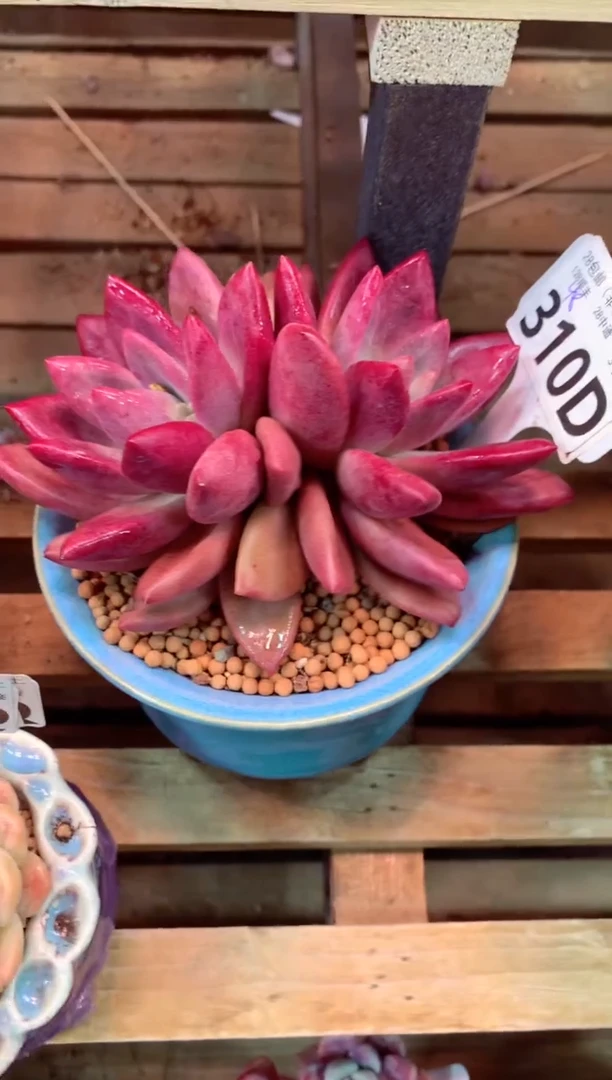 310D（一物一拍，精品多肉，w所见即所得 ）