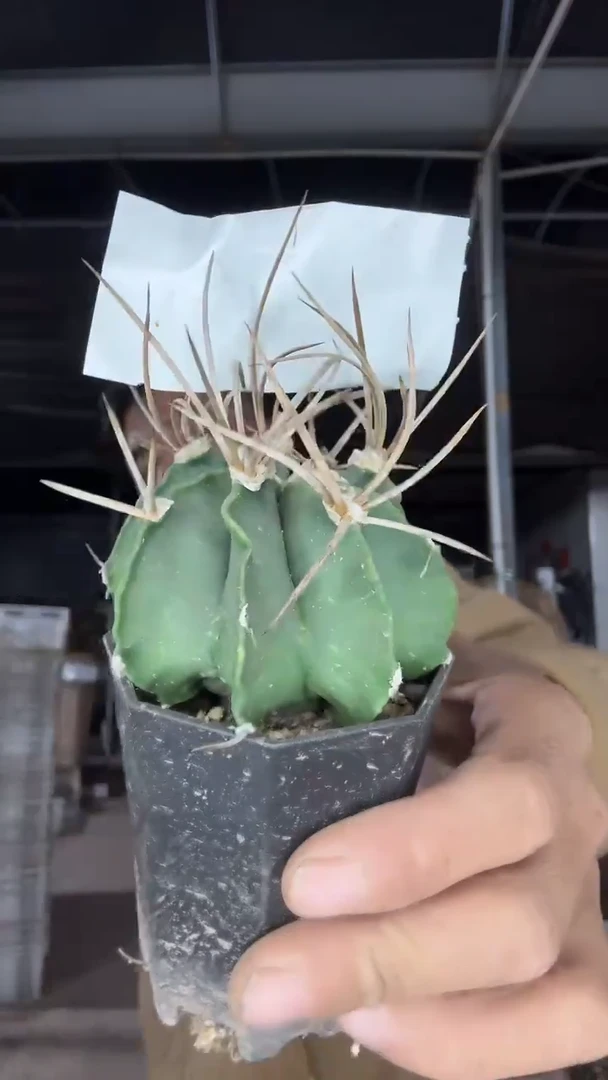 实生水牛角锦配货看图39.99