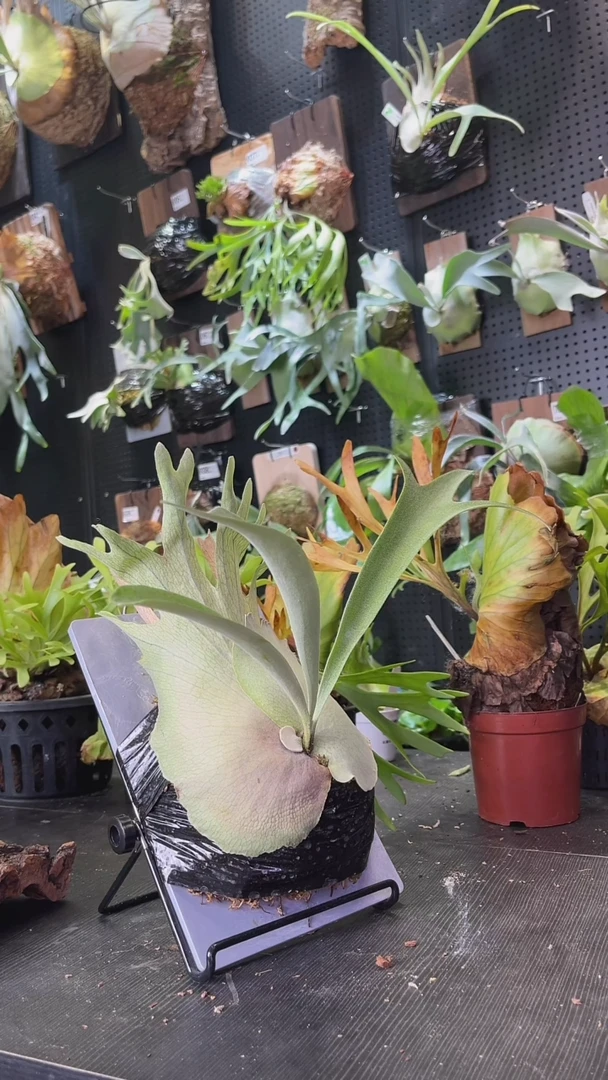 完全开放北猴鹿角蕨