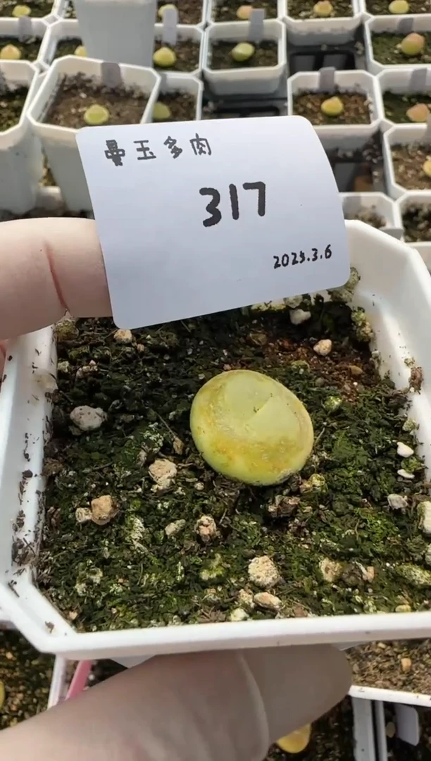 【闪购商品】3.9-317