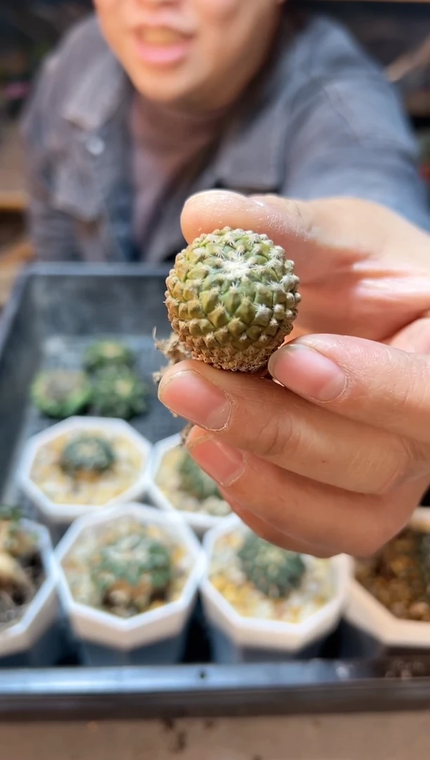 【闪购商品】自根银牡丹2.5公分带盆