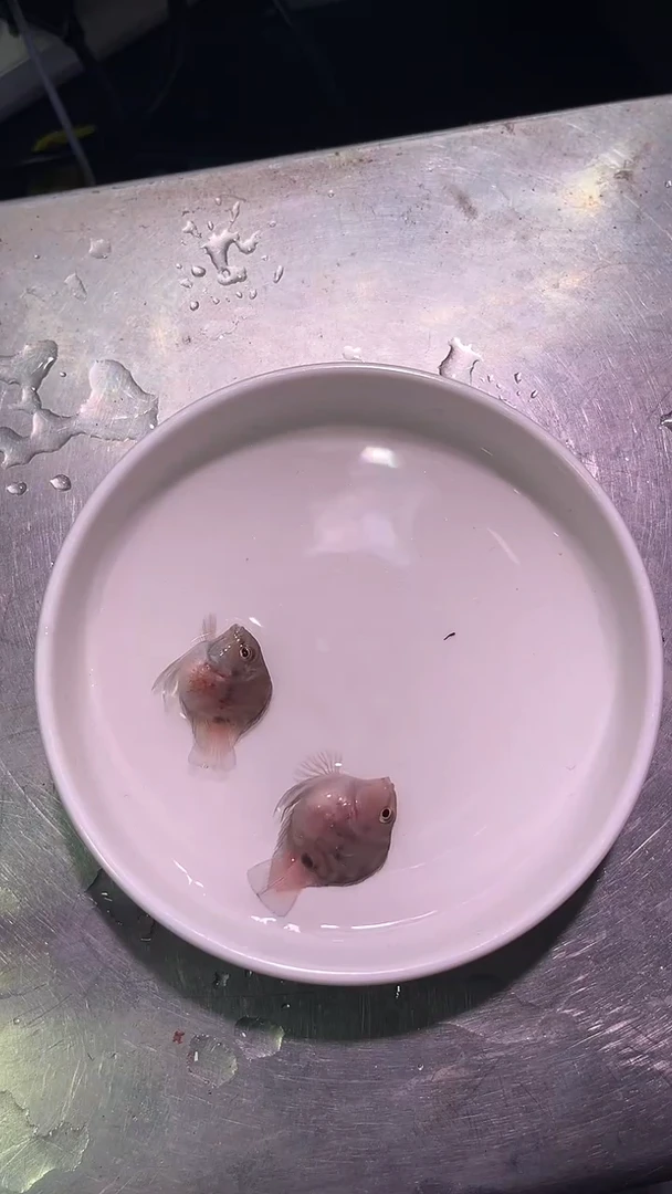 鹦鹉鱼121321321321321