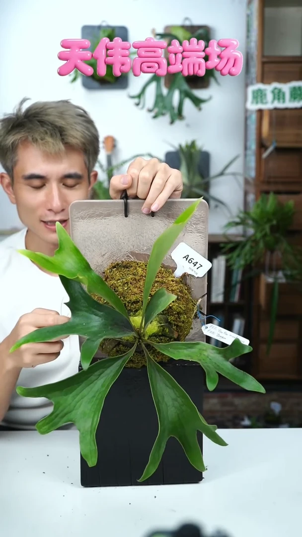 不开花植物A647-paopao x dragon（泡泡龙）