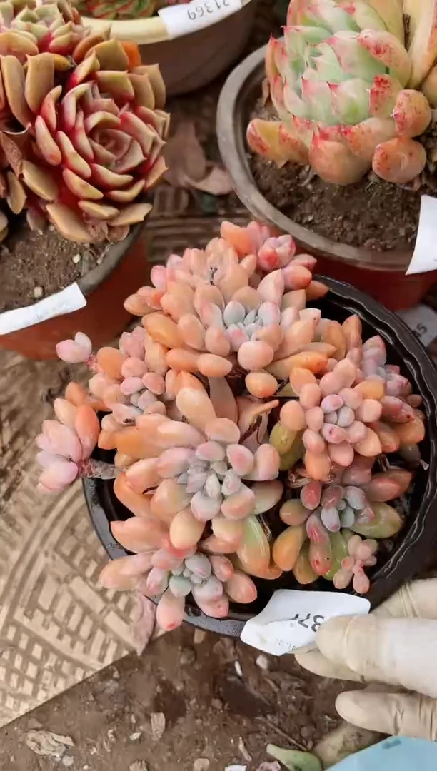 【闪购商品】21371