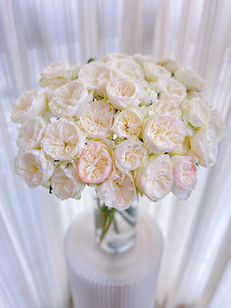 两单包邮！单头【泰勒】玫瑰花