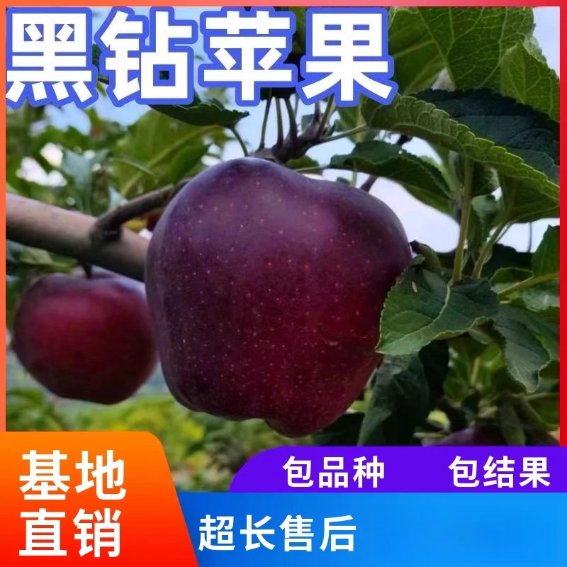 黑钻苹果树果苗南北方庭院嫁接耐寒盆栽地栽红富士果树苗当年结果