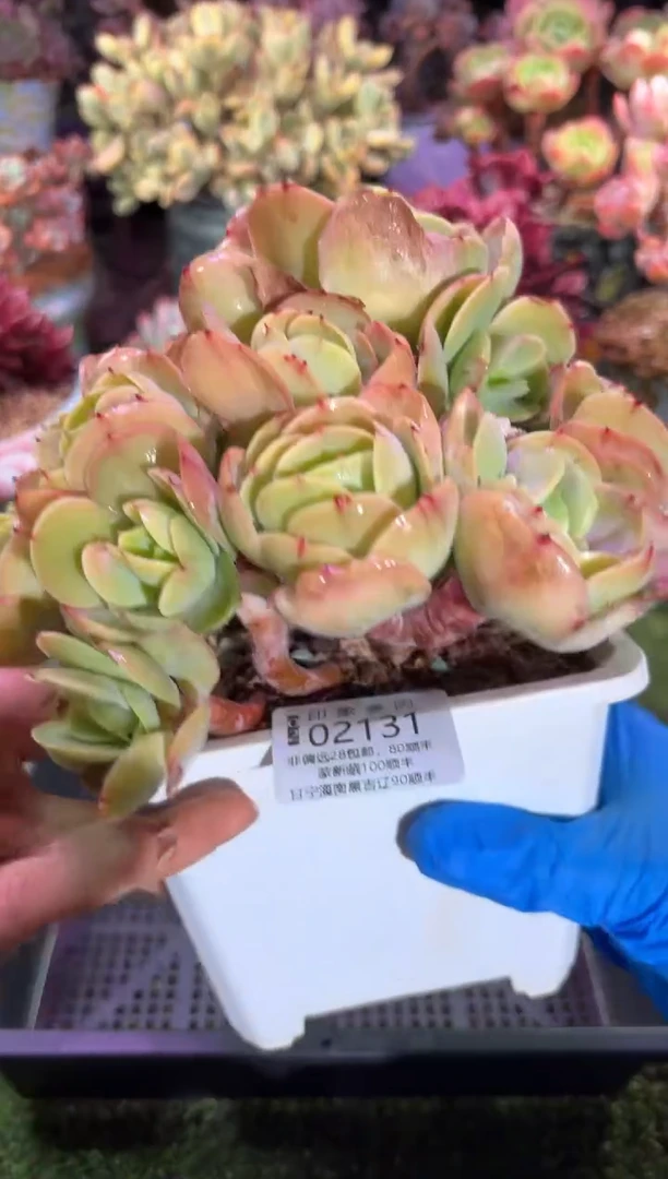 【闪购商品】02131