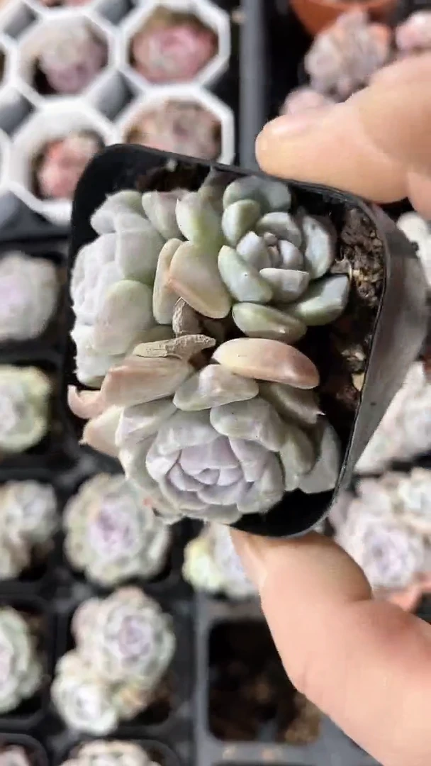 【闪购商品】65盆汉堡三头多肉