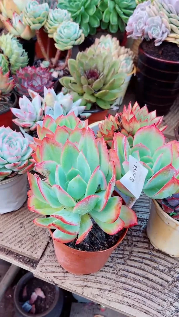 L*e15075多肉植物一物一拍