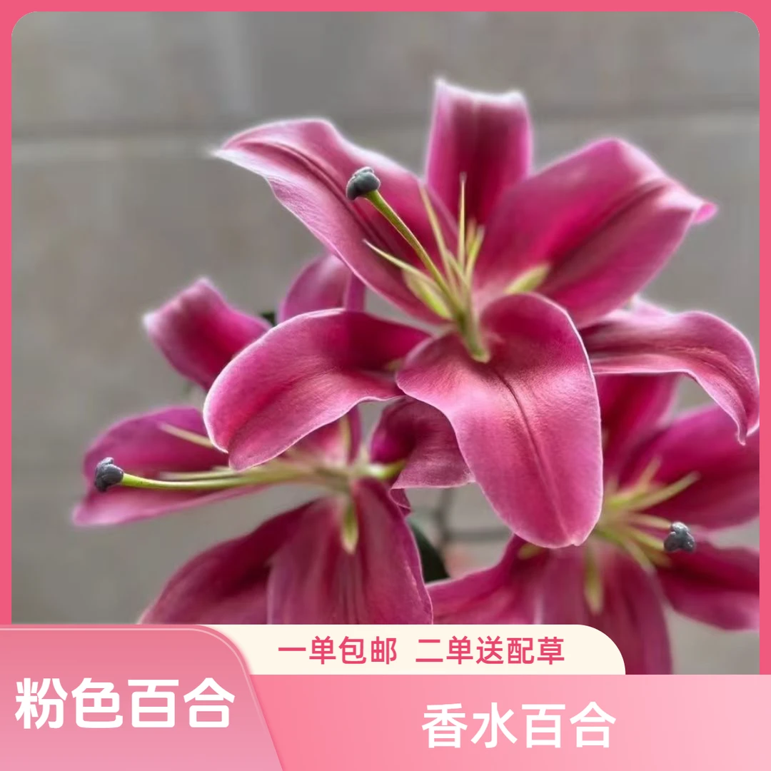 【之桃花卉】粉色香水百合 两单包邮 云南昆明发货