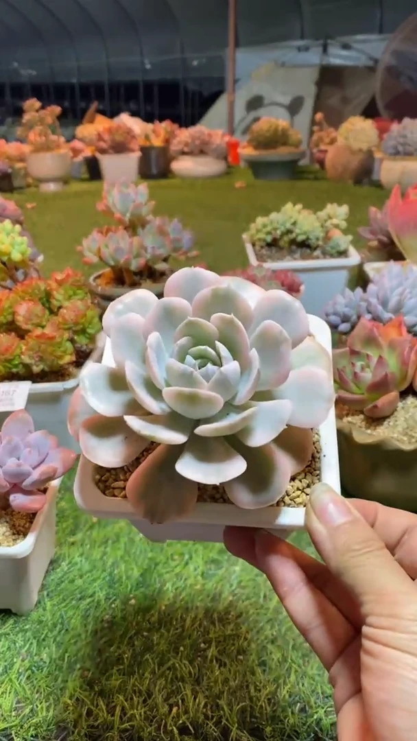 0168《满28包邮发货》