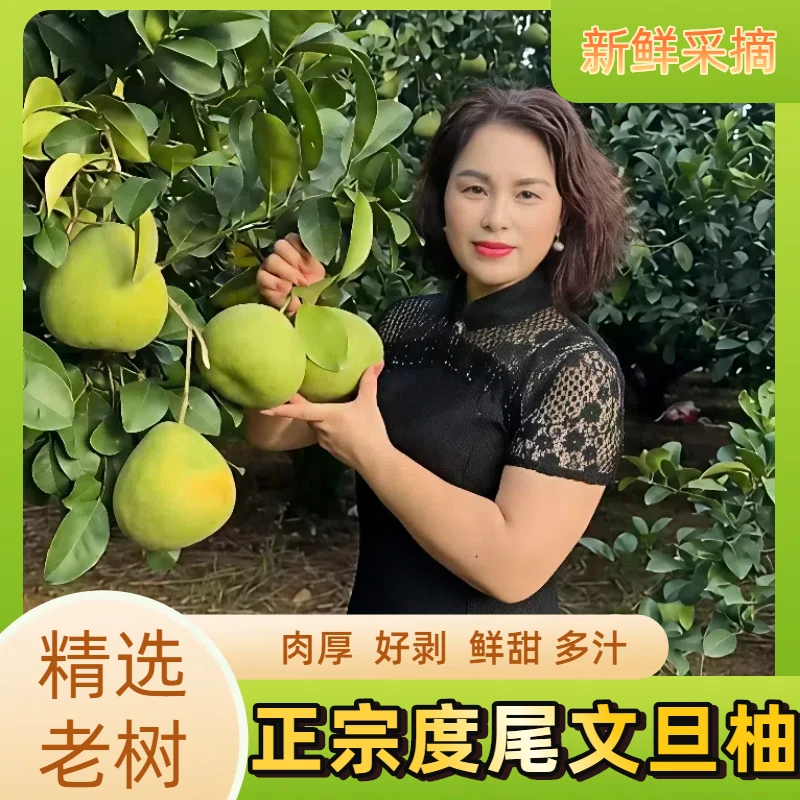 福建度尾文旦柚新鲜当季水果酸甜多汁