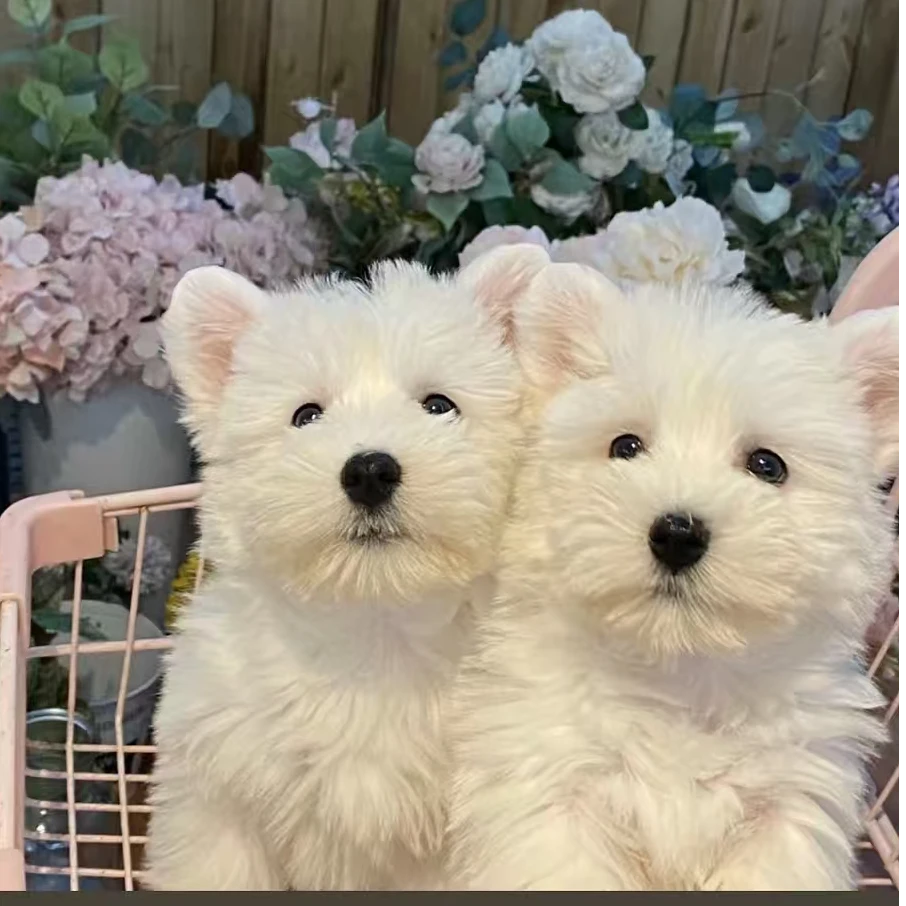 {CC宠物甄选}狗狗活体