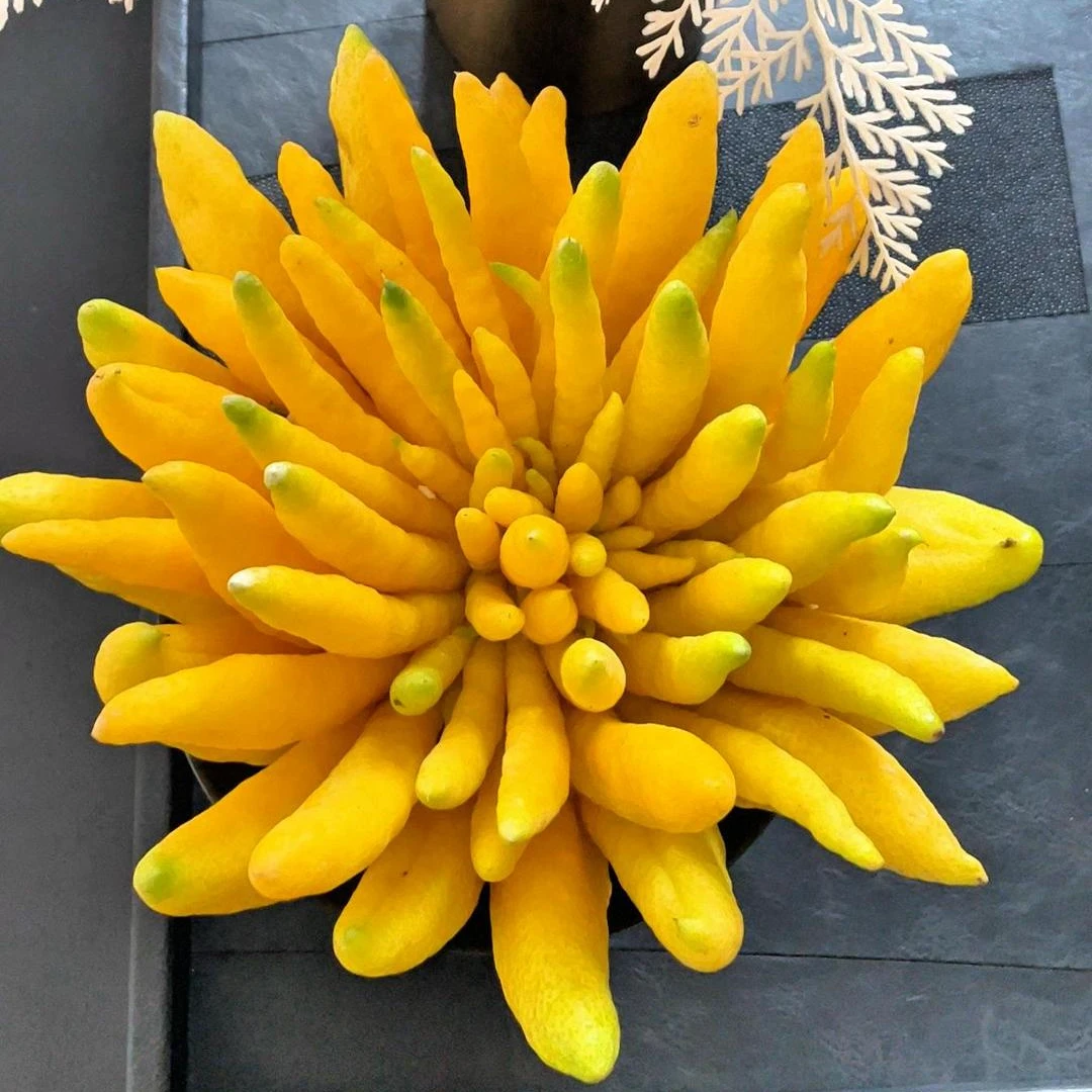 精品佛手柑室内水养佛手清供摆盘盆插花闻香佛手水培植物天然香薰