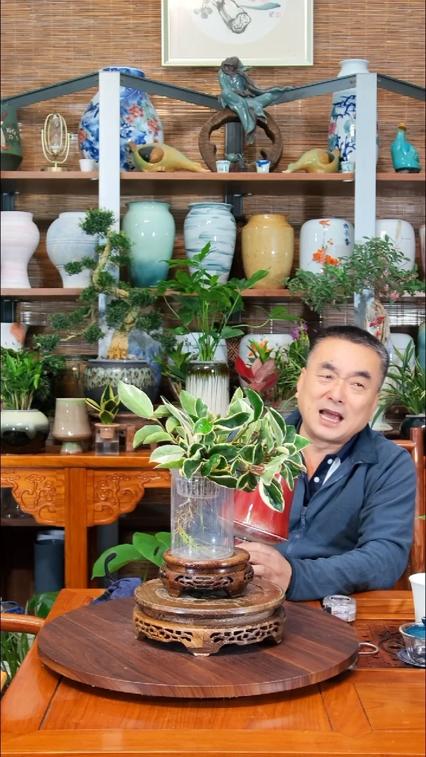 无花朵小***哈水之韵水培三色球兰