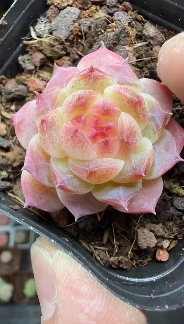 【闪购商品】一物一拍0210—248