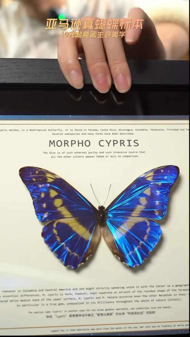 蝴蝶标本摆件竞拍m199