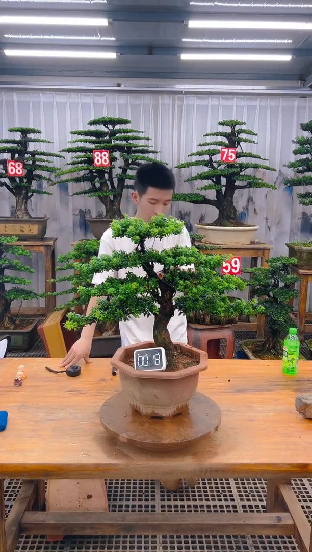 无花朵精品盆景直播间一物一拍