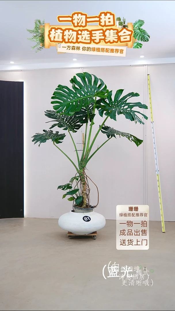 无花朵菜**梓龟背竹连盆种好栽好一整套送货上门