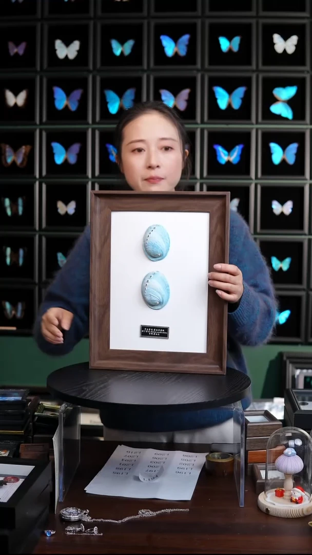 墨西哥蓝鲍标本摆件