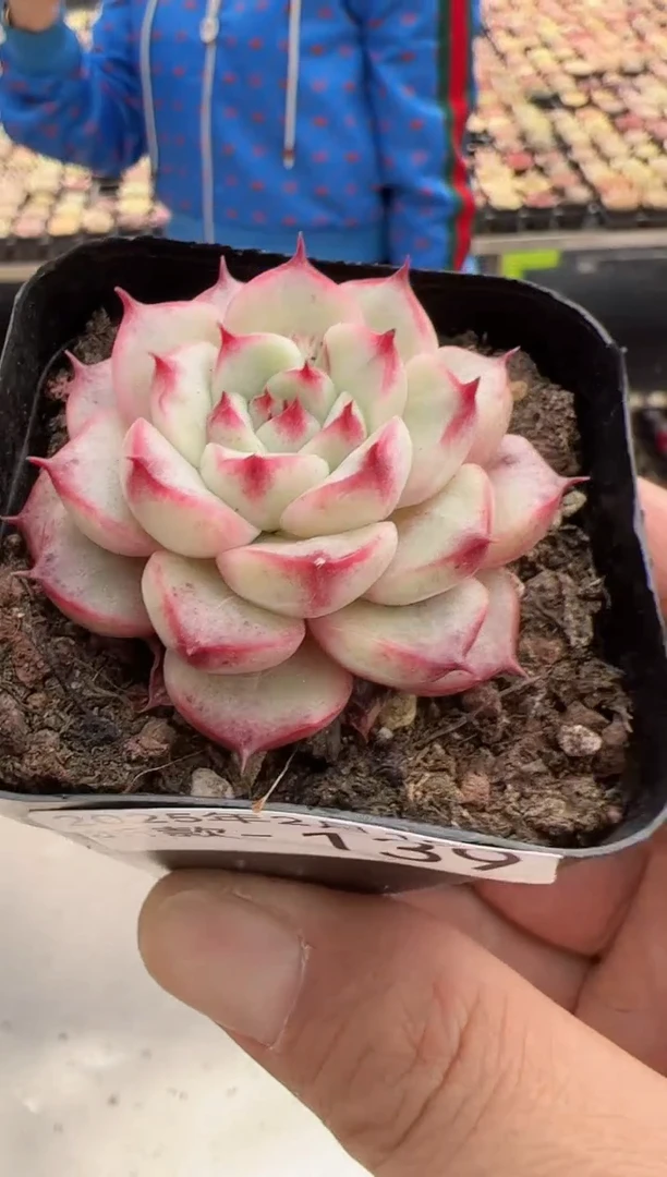 【闪购商品】新款多肉-139