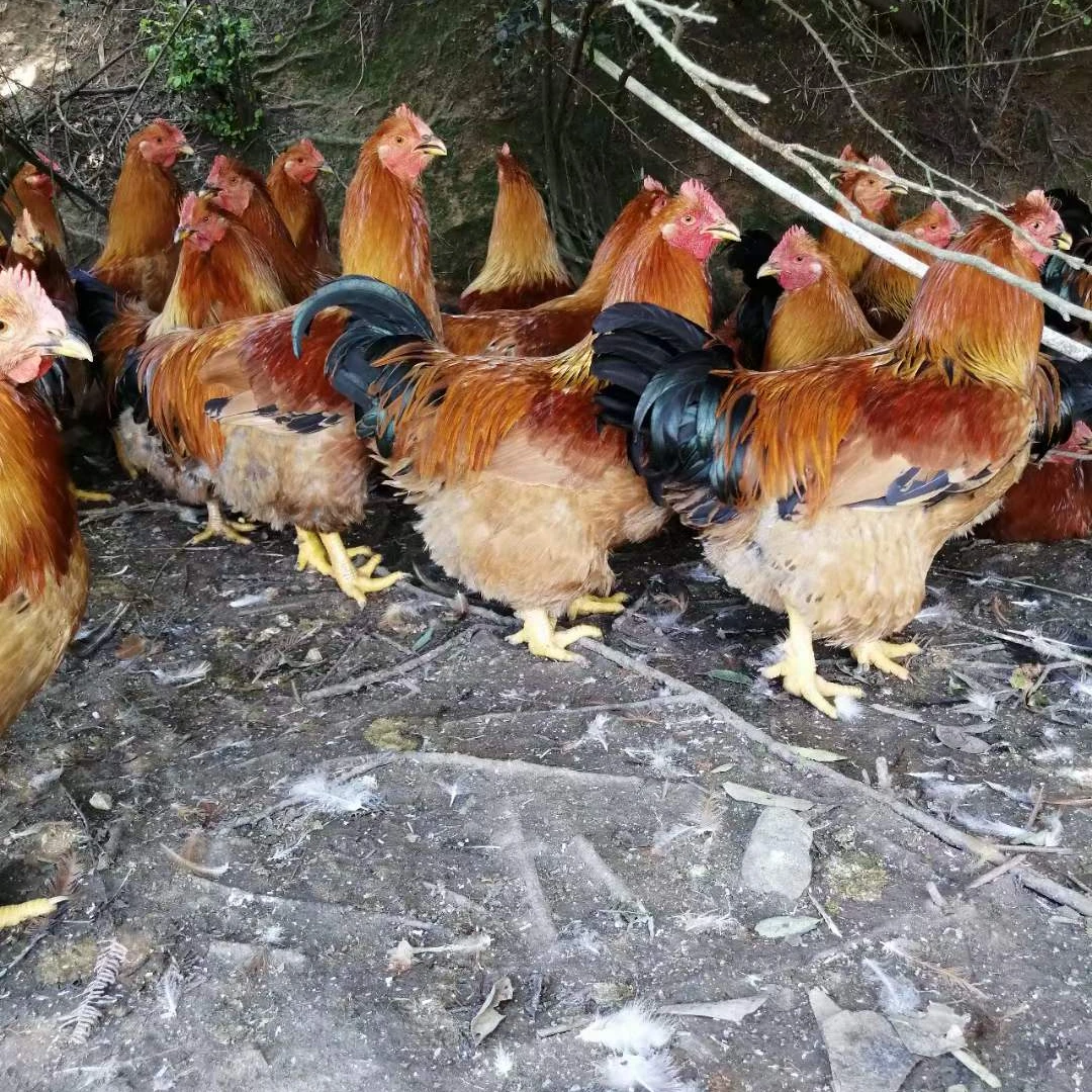 阳山走地鸡9个月~1年玉米大扇鸡（纯粗粮）农家散养土鸡